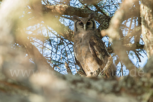 Blaßuhu (Bubo lacteus)