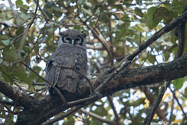 Blaßuhu (Bubo lacteus)