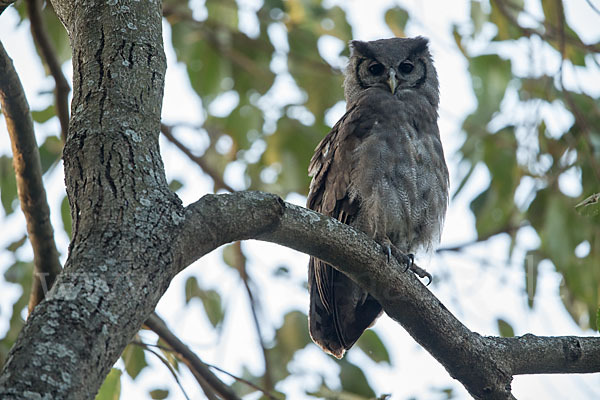 Blaßuhu (Bubo lacteus)