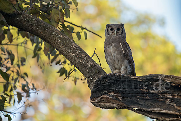 Blaßuhu (Bubo lacteus)