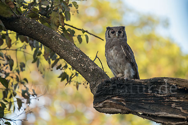 Blaßuhu (Bubo lacteus)