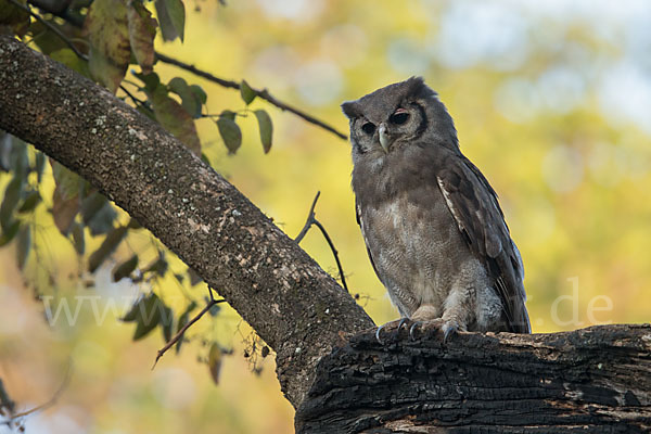 Blaßuhu (Bubo lacteus)