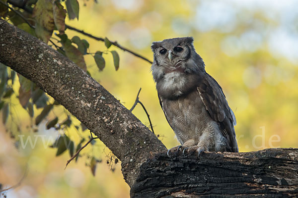 Blaßuhu (Bubo lacteus)