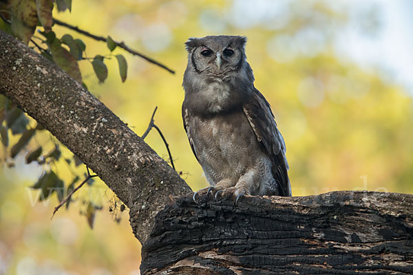 Blaßuhu (Bubo lacteus)