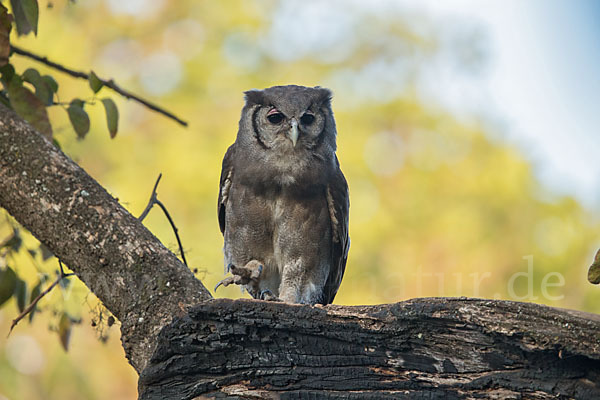 Blaßuhu (Bubo lacteus)