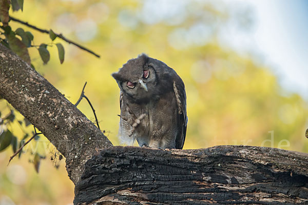 Blaßuhu (Bubo lacteus)