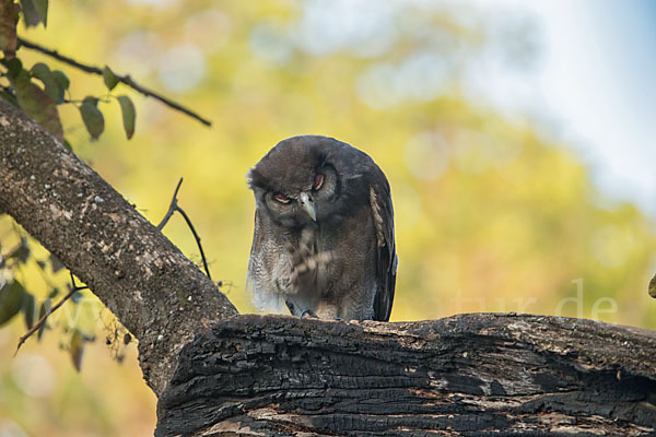 Blaßuhu (Bubo lacteus)