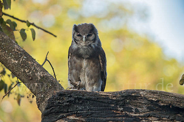 Blaßuhu (Bubo lacteus)