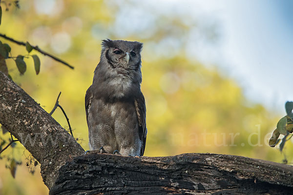 Blaßuhu (Bubo lacteus)