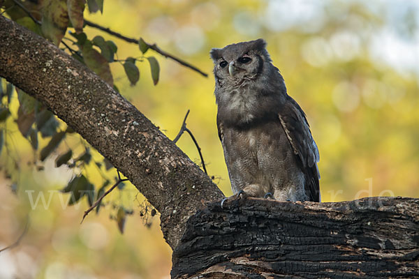 Blaßuhu (Bubo lacteus)