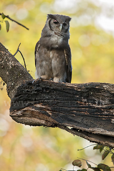 Blaßuhu (Bubo lacteus)