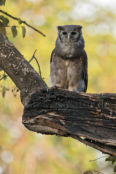 Blaßuhu (Bubo lacteus)