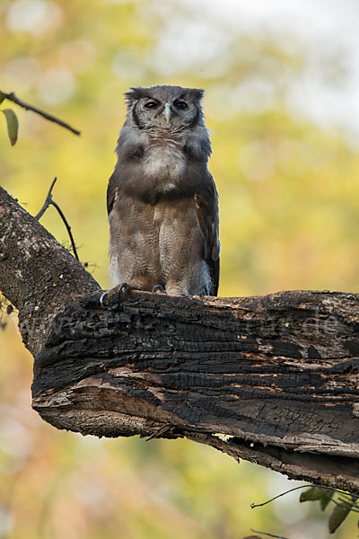 Blaßuhu (Bubo lacteus)