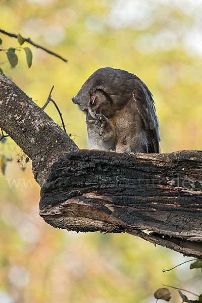 Blaßuhu (Bubo lacteus)