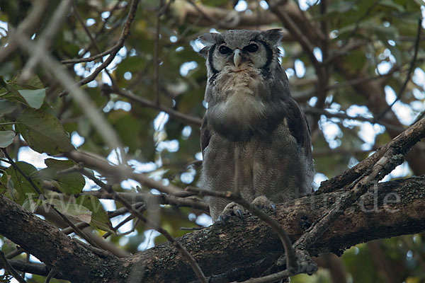 Blaßuhu (Bubo lacteus)