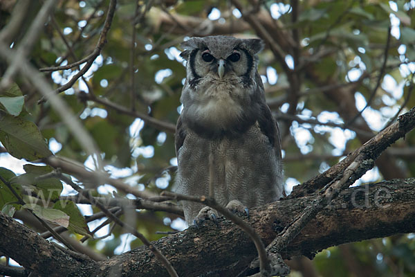 Blaßuhu (Bubo lacteus)