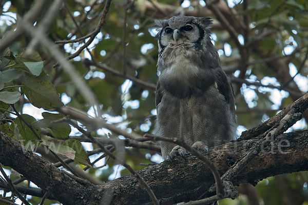 Blaßuhu (Bubo lacteus)