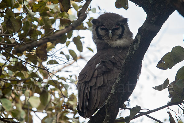 Blaßuhu (Bubo lacteus)