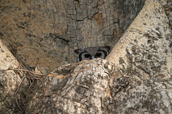 Blaßuhu (Bubo lacteus)