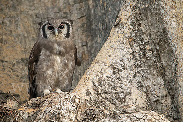 Blaßuhu (Bubo lacteus)