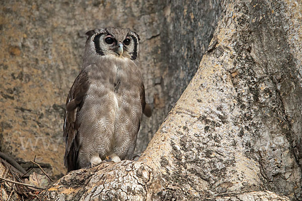 Blaßuhu (Bubo lacteus)