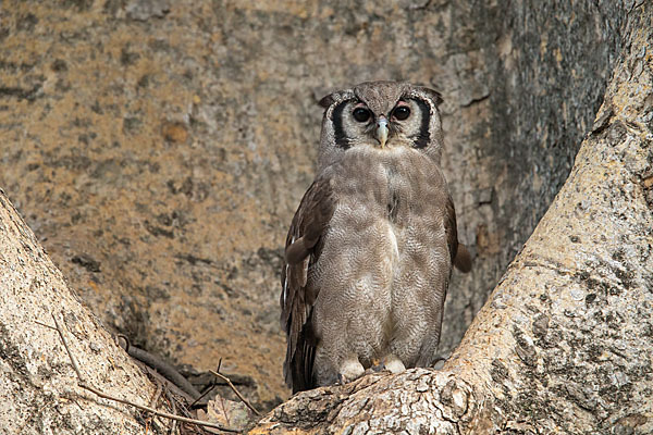 Blaßuhu (Bubo lacteus)