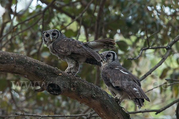 Blaßuhu (Bubo lacteus)