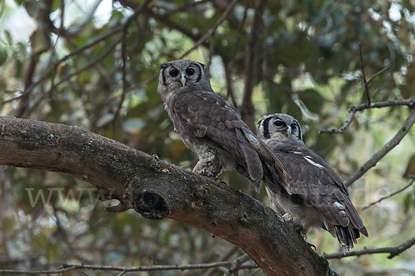 Blaßuhu (Bubo lacteus)