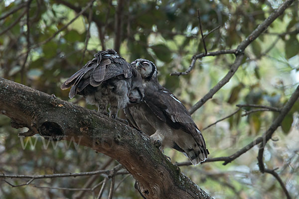 Blaßuhu (Bubo lacteus)