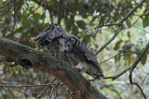 Blaßuhu (Bubo lacteus)