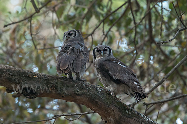 Blaßuhu (Bubo lacteus)