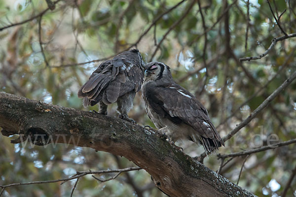 Blaßuhu (Bubo lacteus)