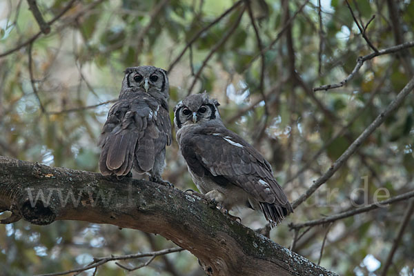 Blaßuhu (Bubo lacteus)