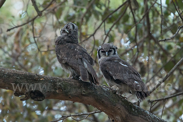 Blaßuhu (Bubo lacteus)