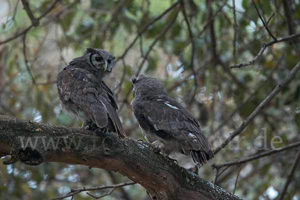 Blaßuhu (Bubo lacteus)