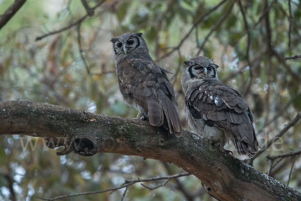 Blaßuhu (Bubo lacteus)