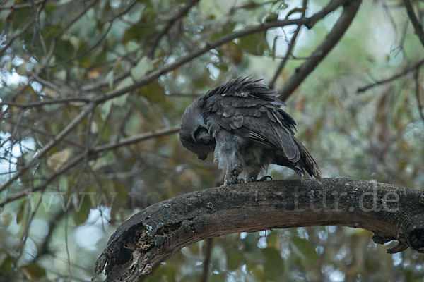 Blaßuhu (Bubo lacteus)