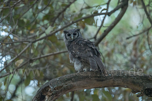 Blaßuhu (Bubo lacteus)