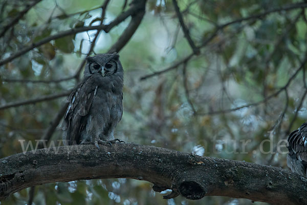 Blaßuhu (Bubo lacteus)