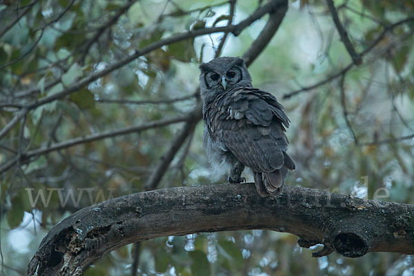 Blaßuhu (Bubo lacteus)