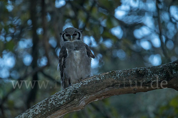 Blaßuhu (Bubo lacteus)