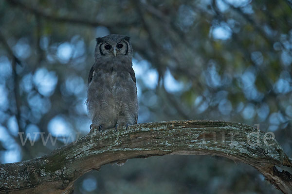 Blaßuhu (Bubo lacteus)