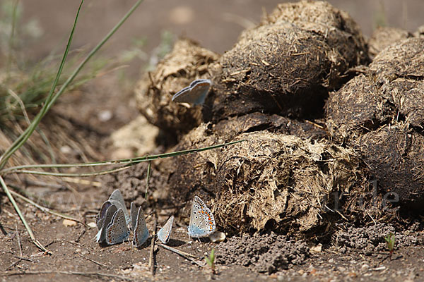 Bläulinge spec. (Lycaenidae spec.)