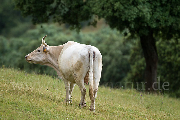 Blanca Cacerena (Bos taurus sspec.)