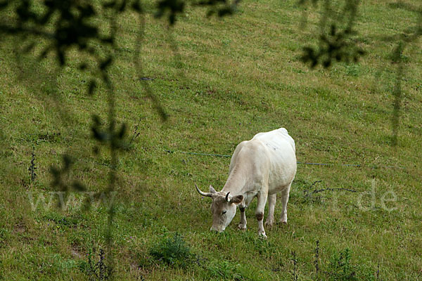 Blanca Cacerena (Bos taurus sspec.)