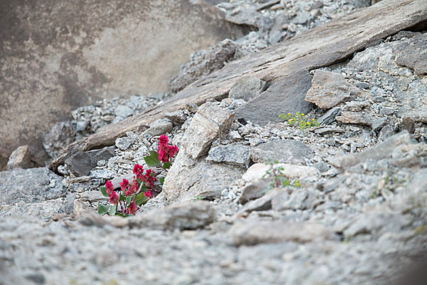 Blasiger Ampfer (Rumex vescarius)