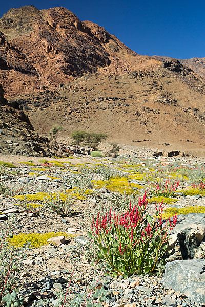 Blasiger Ampfer (Rumex vescarius)