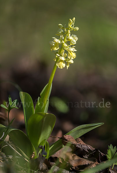 Blasses Knabenkraut (Orchis pallens)