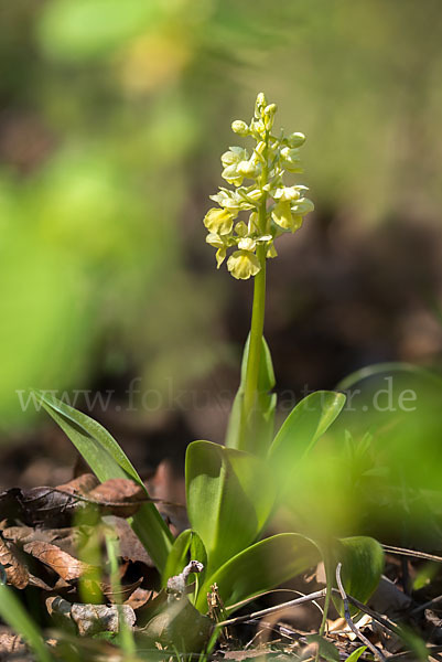 Blasses Knabenkraut (Orchis pallens)