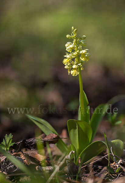 Blasses Knabenkraut (Orchis pallens)